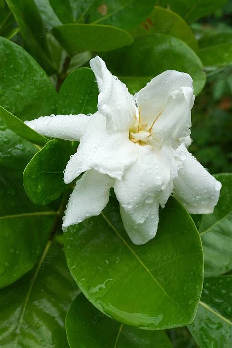 梔子花|梔子花 (護理, 特徵, 花, 圖片, 有毒)